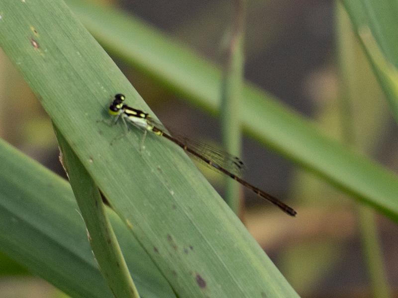 Photo of Fragile Forktail