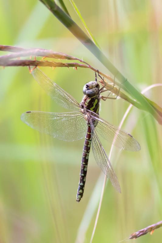 Photo of Green-striped Darner