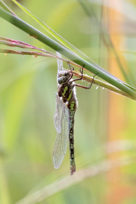 Photo of Green-striped Darner