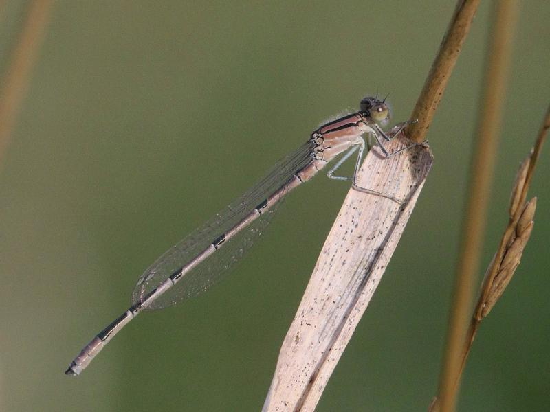 Photo of Familiar Bluet