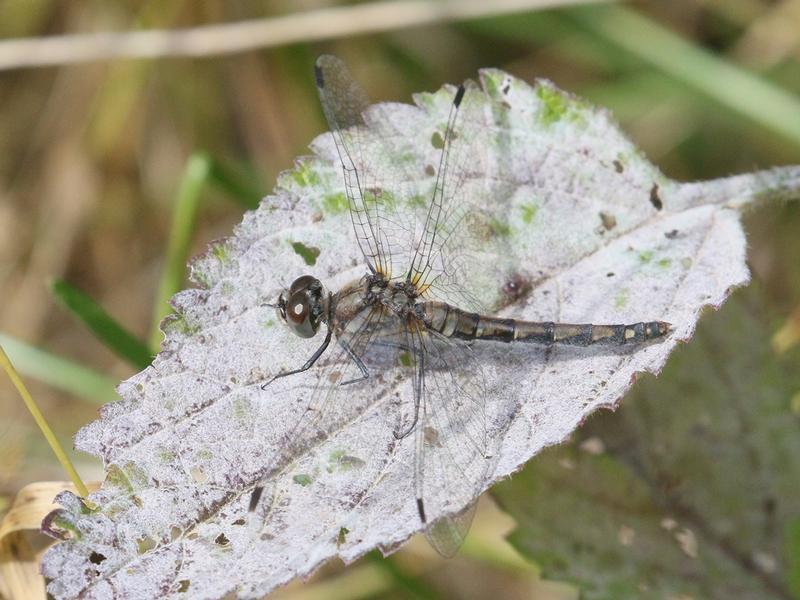 Photo of Black Meadowhawk