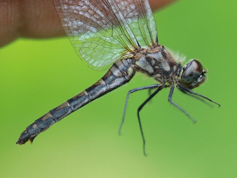 Photo of Black Meadowhawk