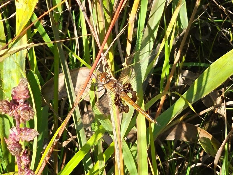 Photo of Red Saddlebags