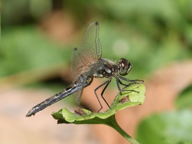 Photo of Black Meadowhawk