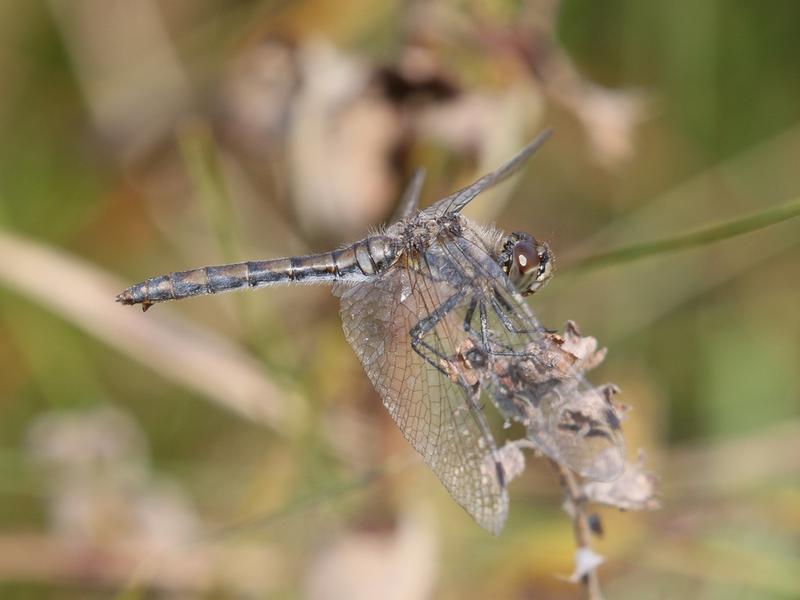 Photo of Black Meadowhawk