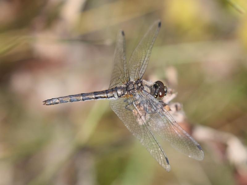 Photo of Black Meadowhawk