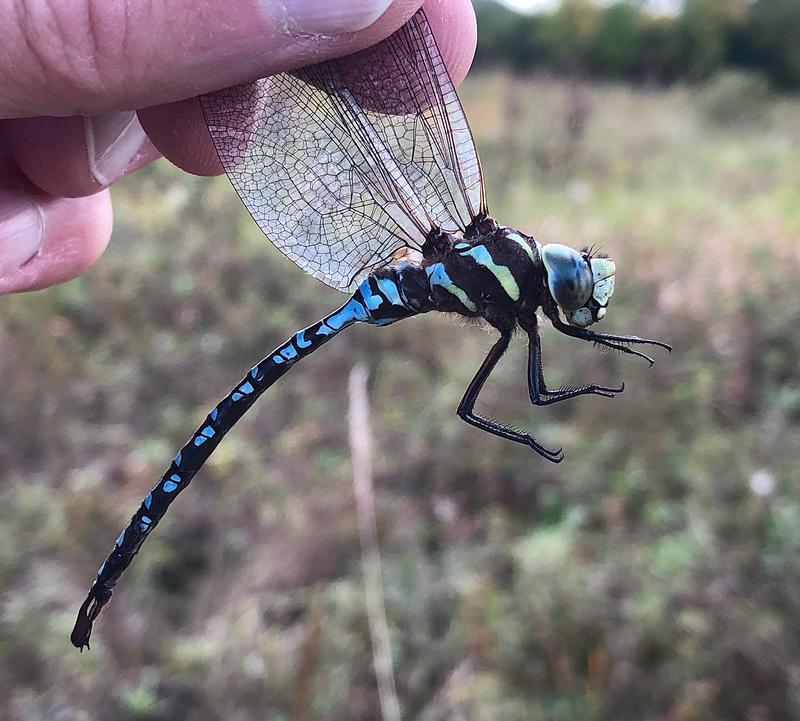 Photo of Lance-tipped Darner