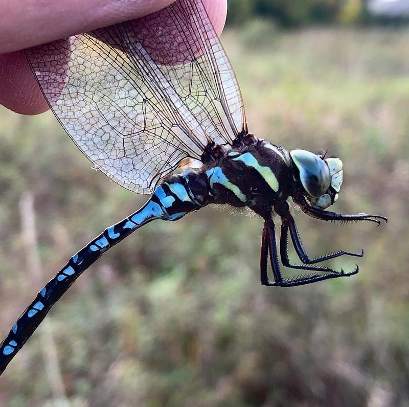 Photo of Lance-tipped Darner