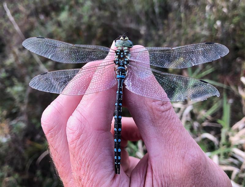 Photo of Lance-tipped Darner