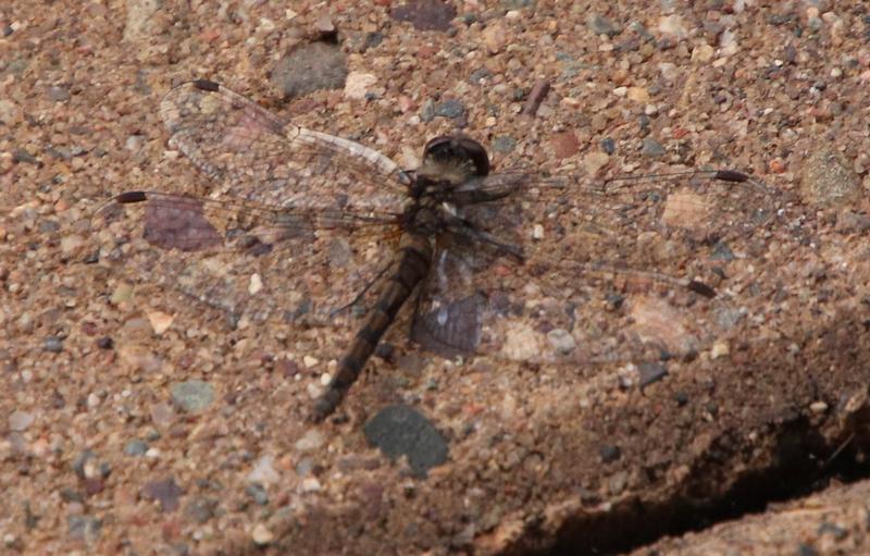 Photo of Black Meadowhawk