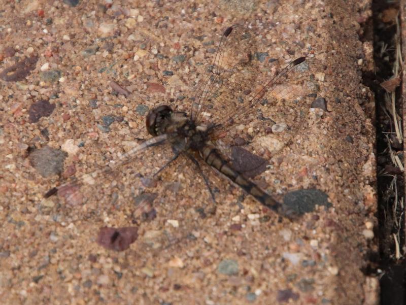 Photo of Black Meadowhawk