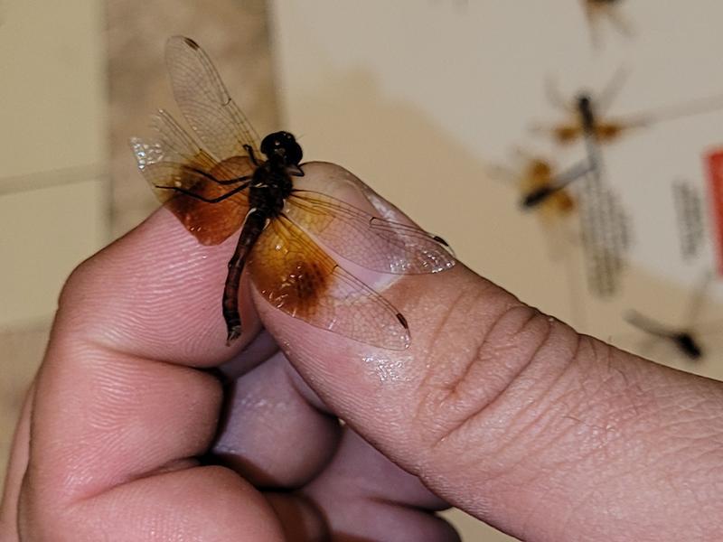 Photo of Band-winged Meadowhawk