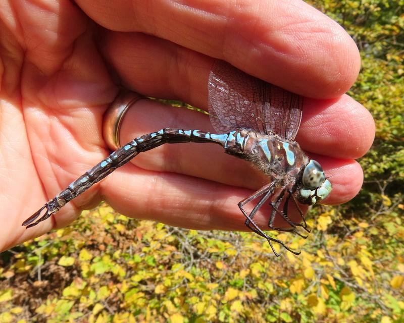 Photo of Canada Darner