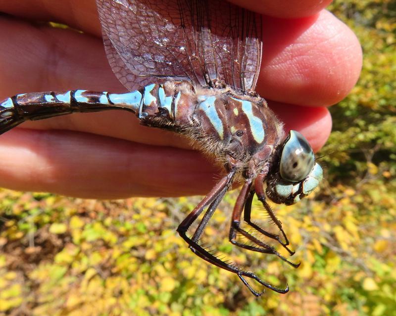 Photo of Canada Darner