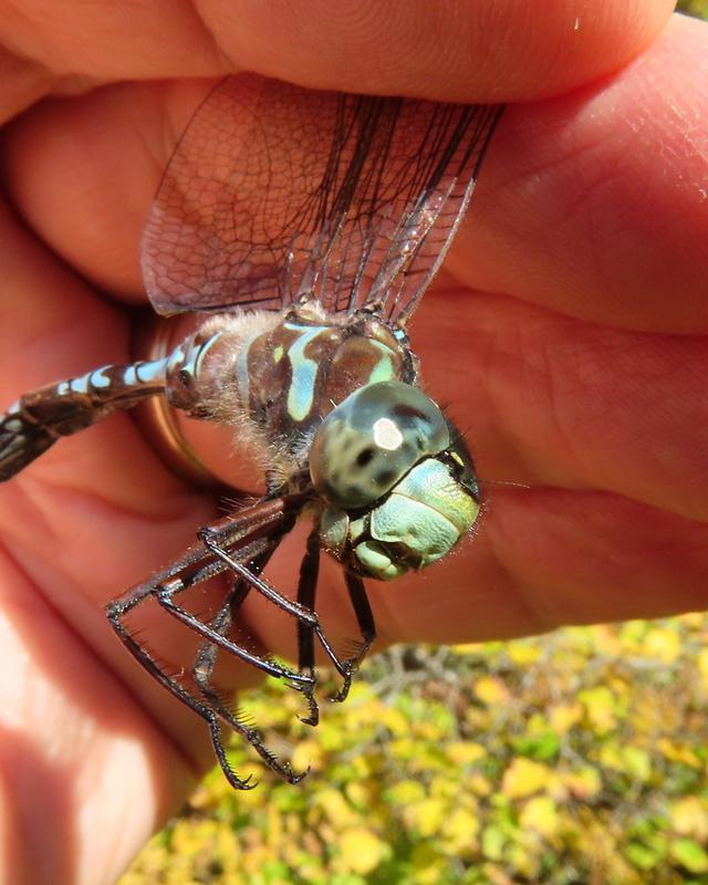 Photo of Canada Darner
