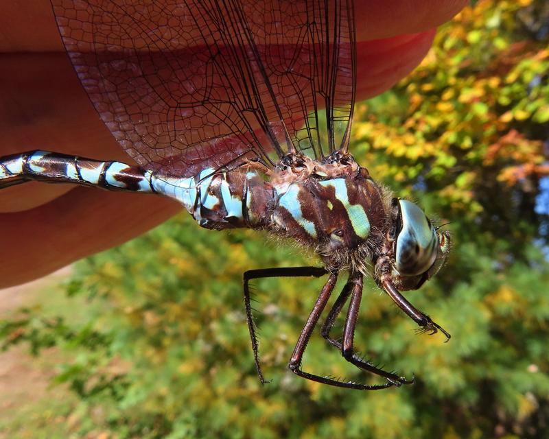 Photo of Canada Darner