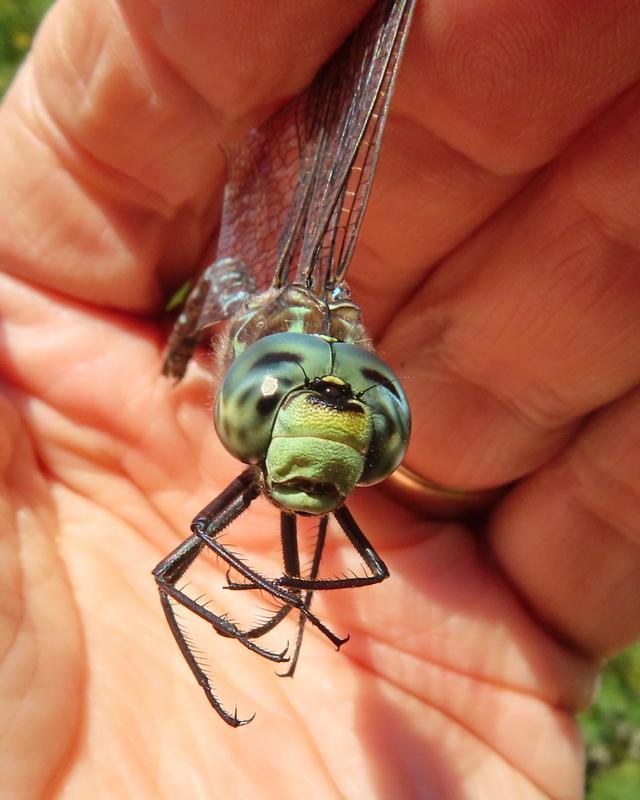 Photo of Canada Darner