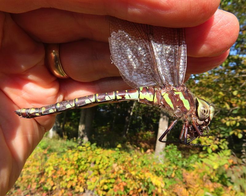 Photo of Green-striped Darner