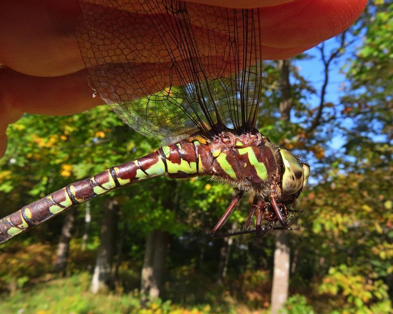 Photo of Green-striped Darner