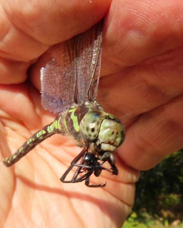 Photo of Green-striped Darner