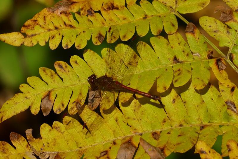 Photo of Autumn Meadowhawk