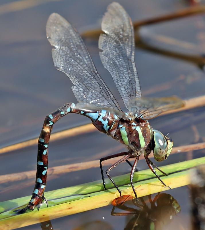 Photo of Black-tipped Darner