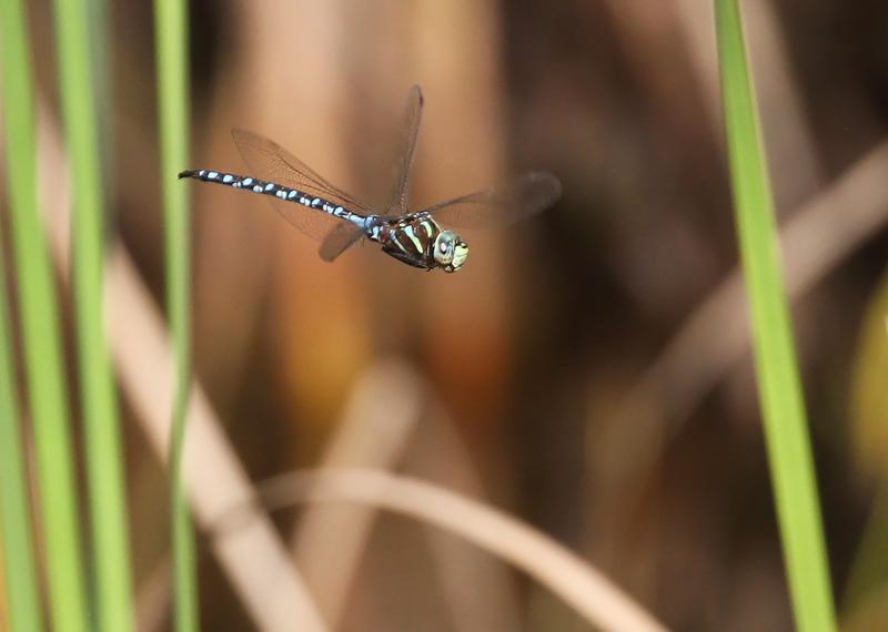 Photo of Lance-tipped Darner