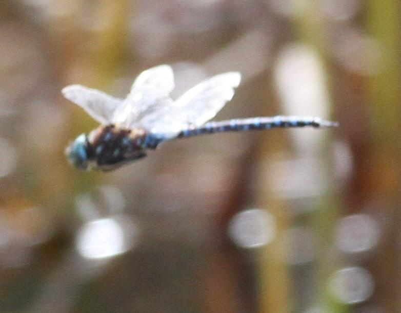 Photo of Variable Darner