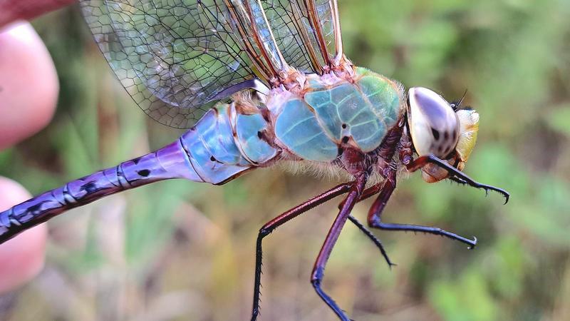 Photo of Common Green Darner