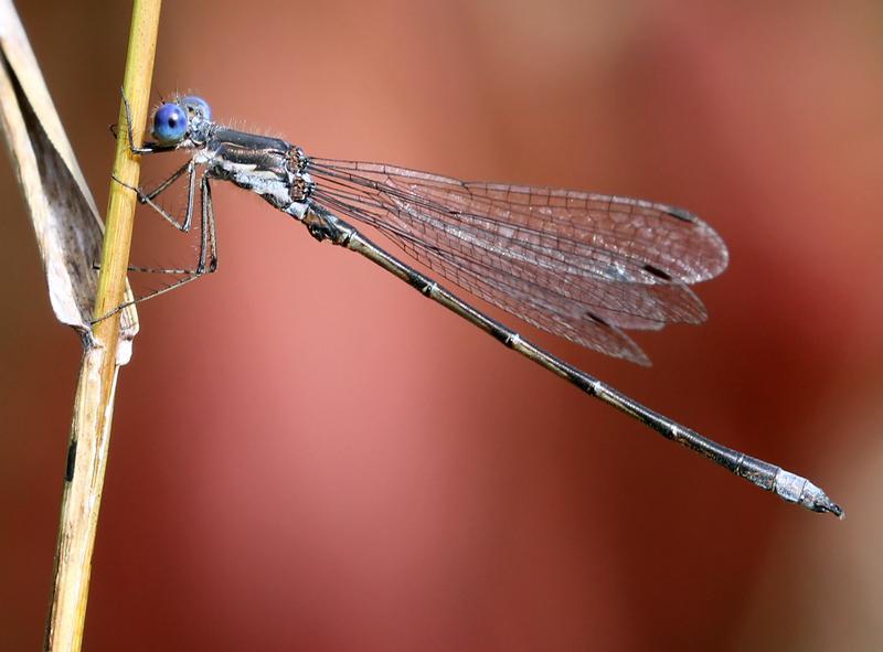 Photo of Spotted Spreadwing