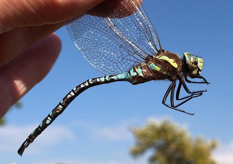 Photo of Lance-tipped Darner