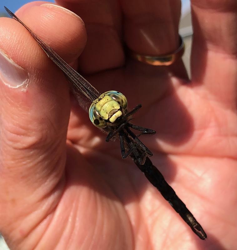 Photo of Lance-tipped Darner