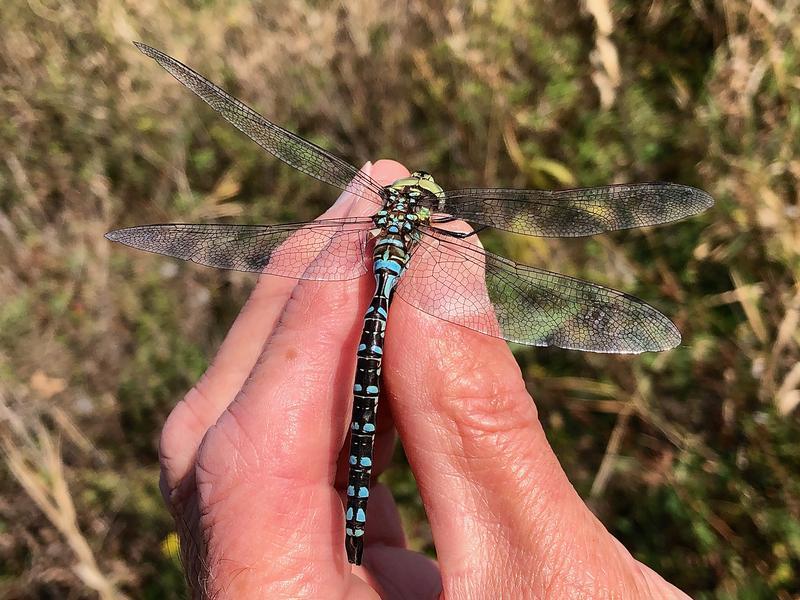 Photo of Lance-tipped Darner