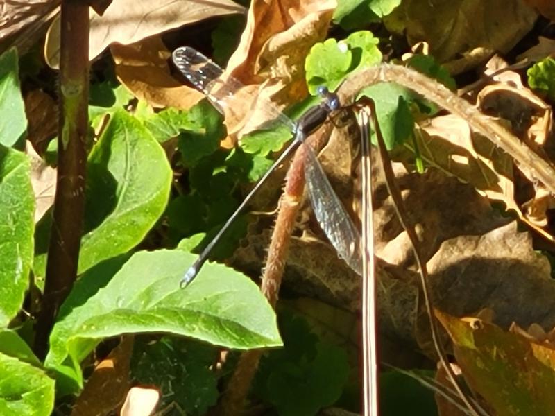 Photo of Great Spreadwing