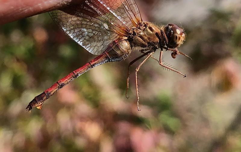 Photo of Autumn Meadowhawk