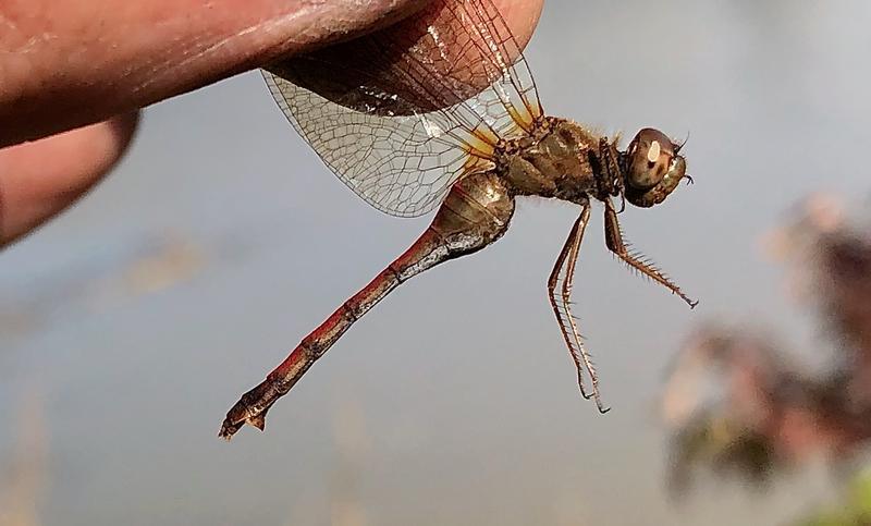 Photo of Autumn Meadowhawk