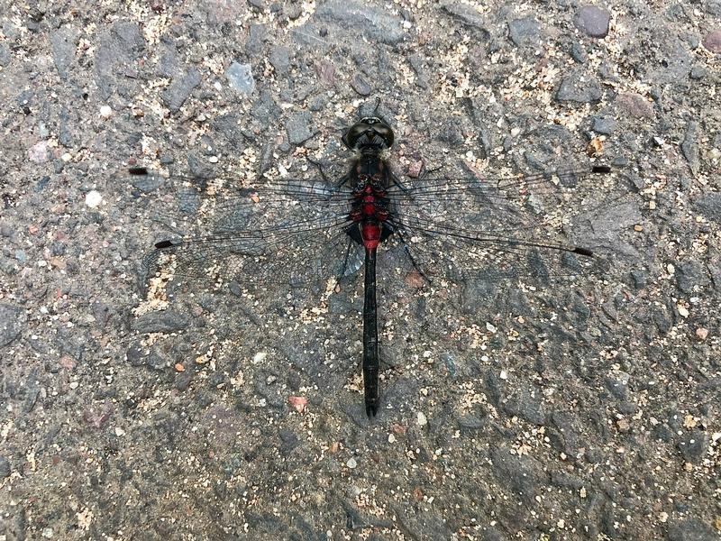 Photo of Crimson-ringed Whiteface