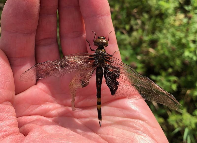 Photo of Black Saddlebags