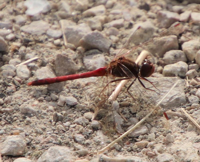 Photo of Autumn Meadowhawk