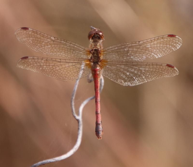 Photo of Autumn Meadowhawk