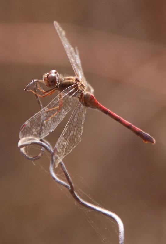 Photo of Autumn Meadowhawk