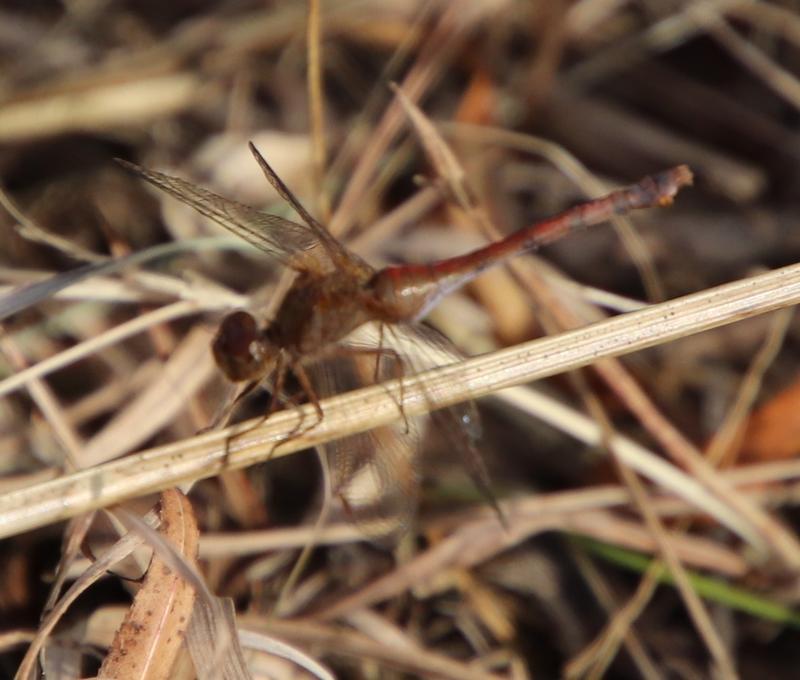 Photo of Autumn Meadowhawk