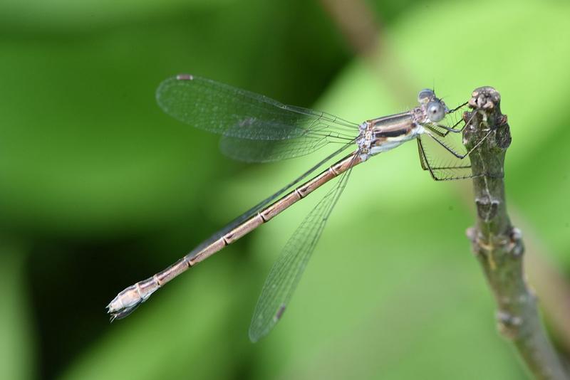 Photo of Sweetflag Spreadwing