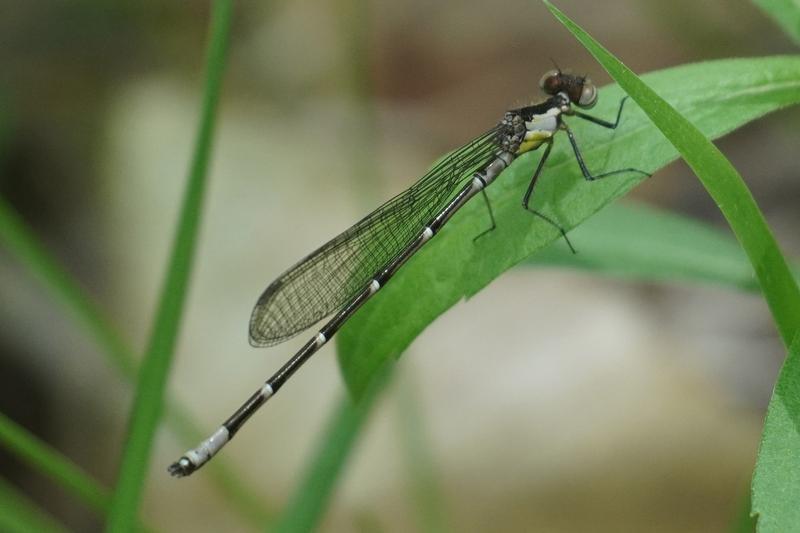 Photo of Aurora Damsel