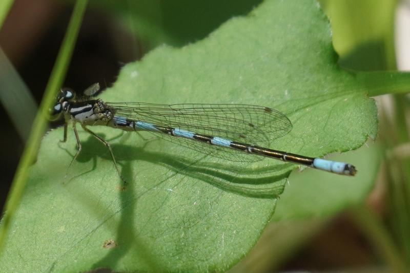 Photo of Taiga Bluet