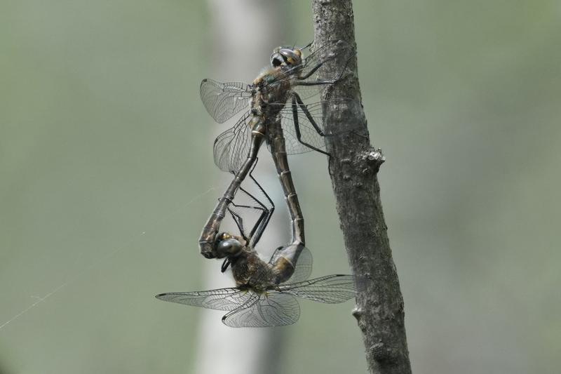 Photo of American Emerald
