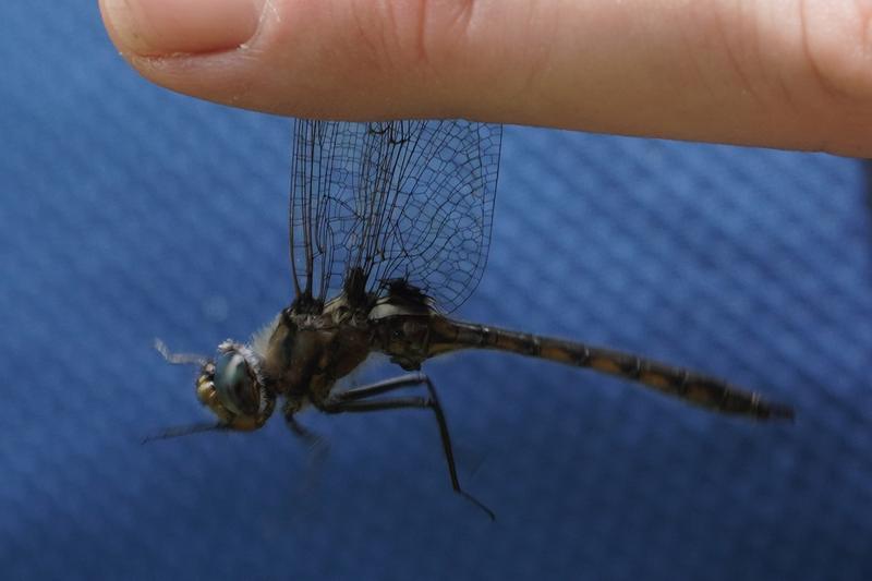 Photo of Beaverpond Baskettail