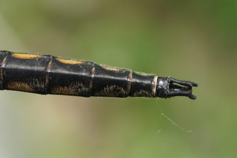 Photo of Beaverpond Baskettail