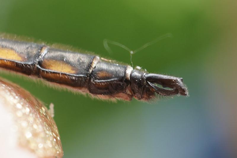 Photo of Beaverpond Baskettail