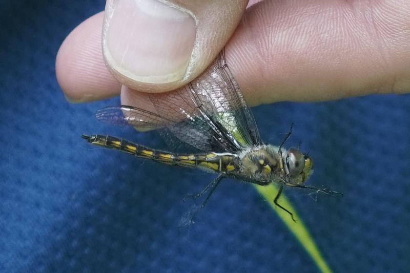 Photo of Common Baskettail